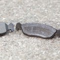 Everything You Need to Know About Brake Pads & Shoes